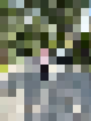 Inta 